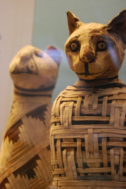 cat mummies