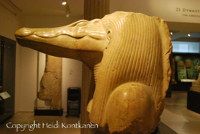 Sobek's head